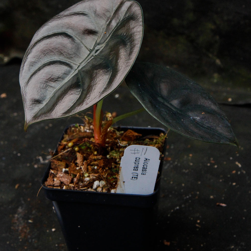 
                      
                        Alocasia cuprea 'Red Secret', Jewel Alocasia
                      
                    