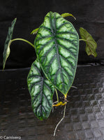 Alocasia baginda 'Dragon Scale'