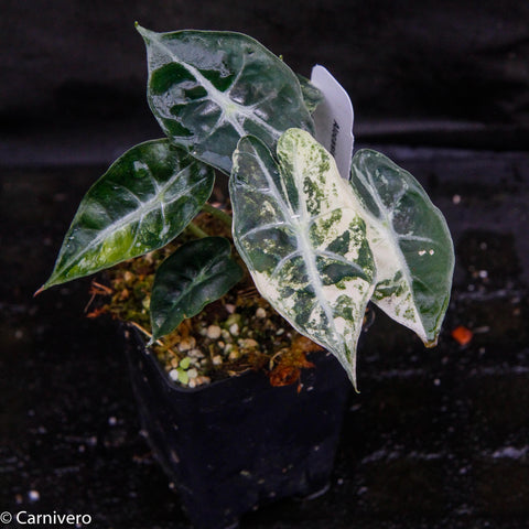 Alocasia Mandalay variegated African Mask plant with dark green leaves and white splotches in a small pot.