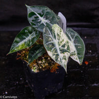 Alocasia 'Mandalay' variegated African Mask plant