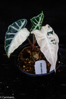 Alocasia 'Mandalay' variegated African Mask plant