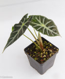 Alocasia 'Mandalay', African Mask plant