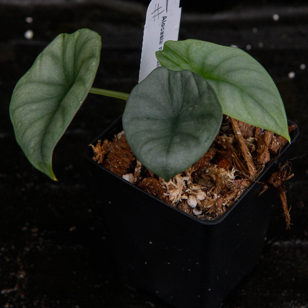 
                      
                        Alocasia nebula
                      
                    