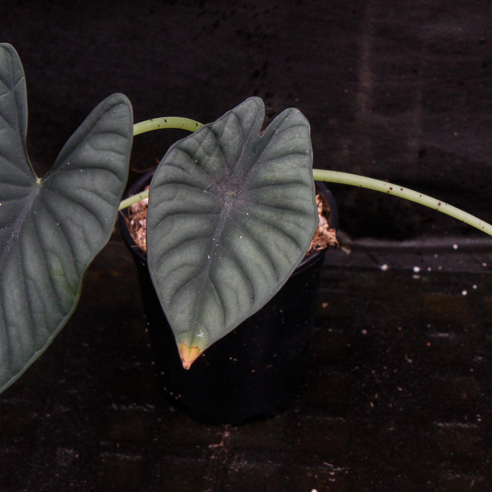 
                      
                        Alocasia nebula
                      
                    