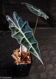 Alocasia 'Purpley' Elephant Ear plant