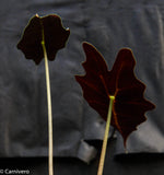 Alocasia 'Purpley' Elephant Ear plant