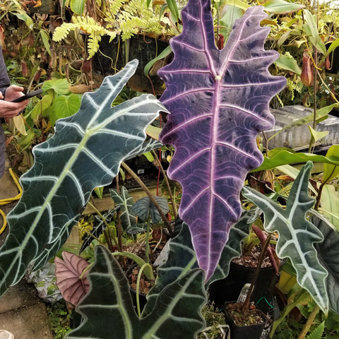 Alocasia Purpley Elephant Ear plant with a tall purple leaf and pink veins in a greenhouse display.