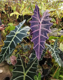Alocasia 'Purpley' Elephant Ear plant