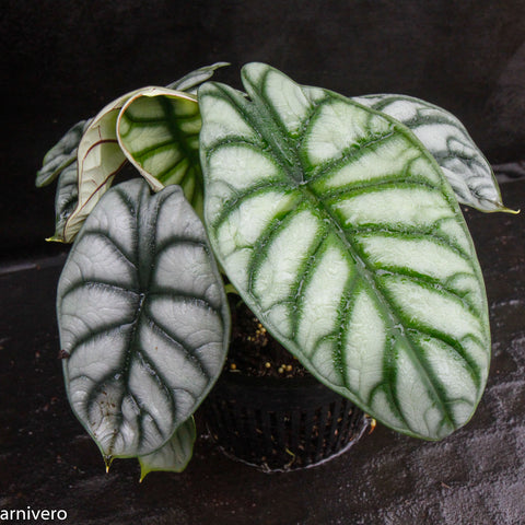 Alocasia baginda Silver Dragon with large silver green leaves and bold green veins in a black pot