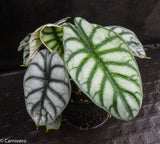 Alocasia baginda 'Silver Dragon'