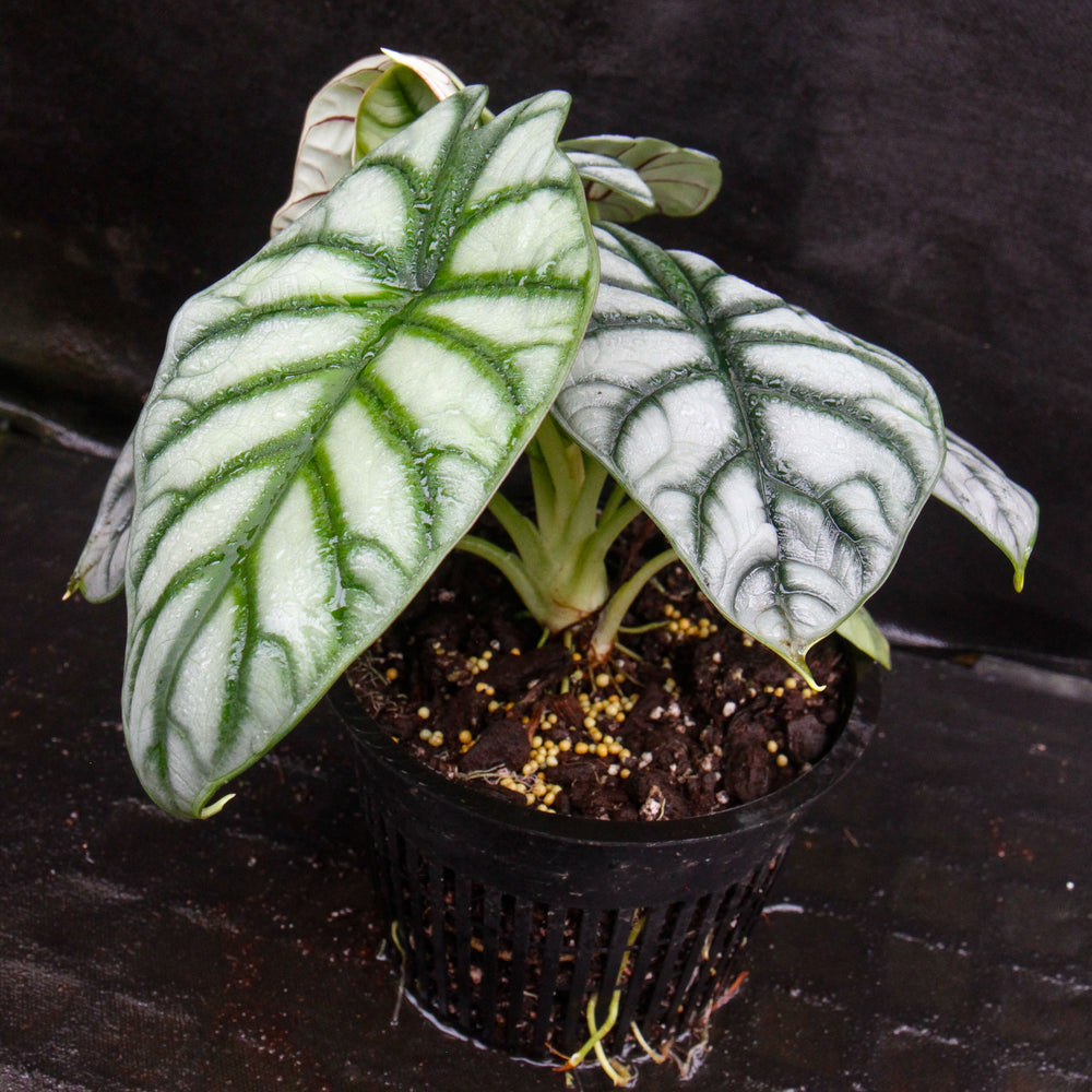 
                      
                        Alocasia baginda 'Silver Dragon'
                      
                    