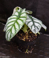 Alocasia baginda 'Silver Dragon'