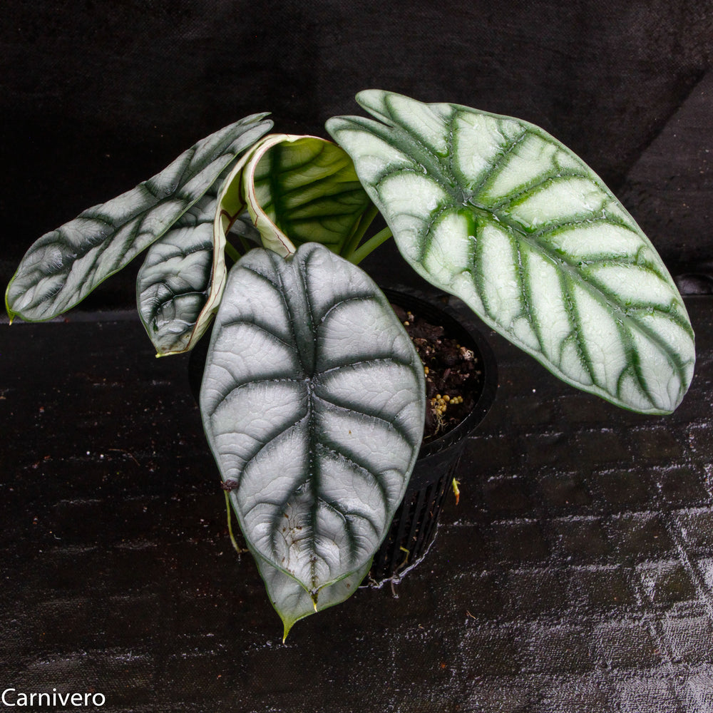 
                      
                        Alocasia baginda 'Silver Dragon'
                      
                    
