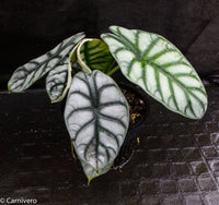 Alocasia baginda 'Silver Dragon'