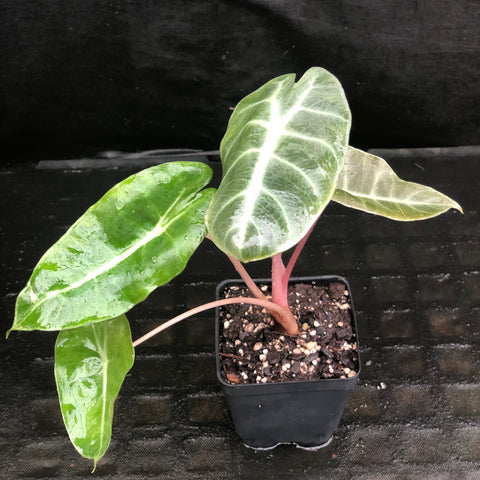 Alocasia Morocco Pink Dragon young plant with glossy green arrowhead leaves and pinkish stems