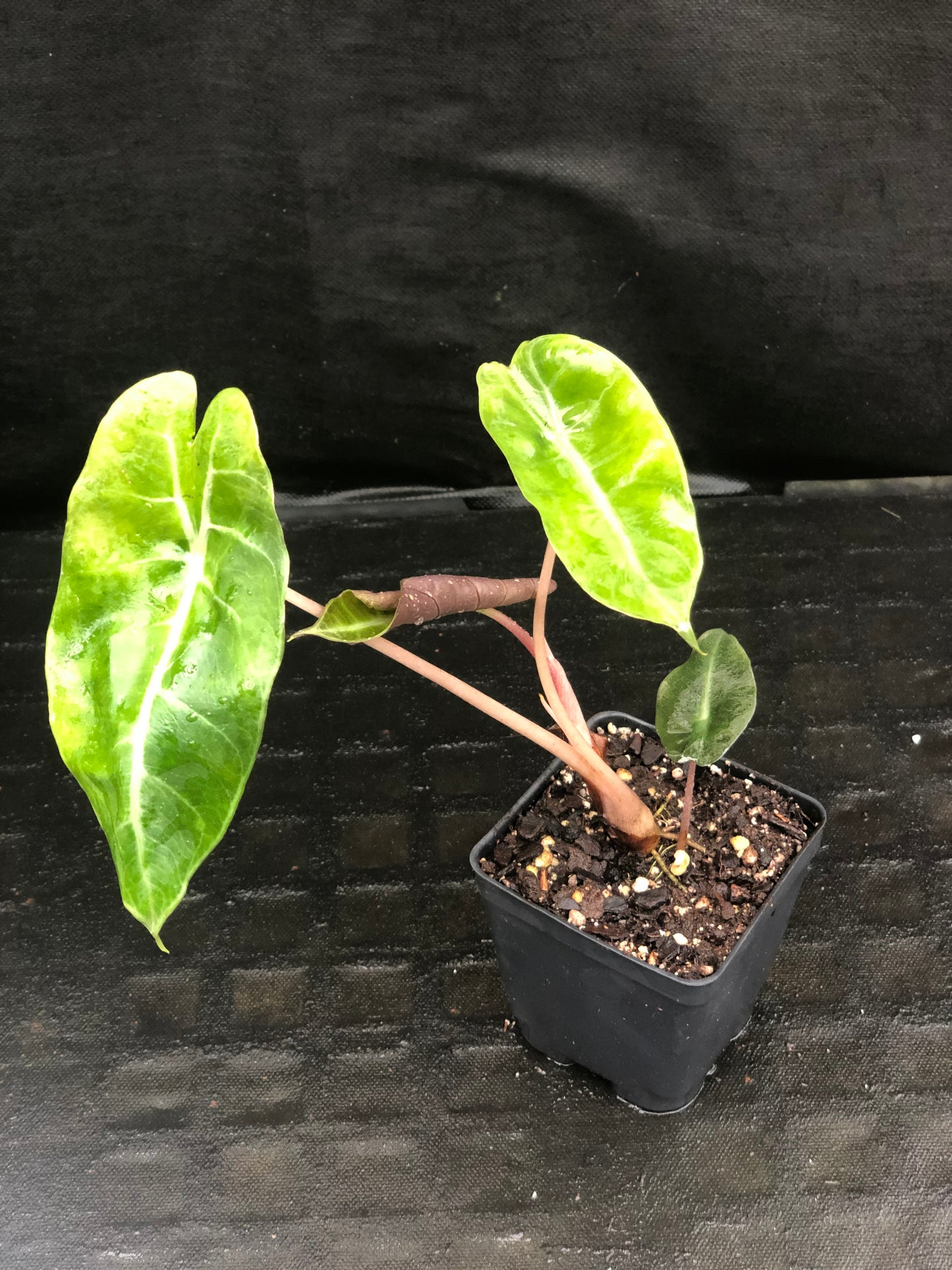 Alocasia Morocco 