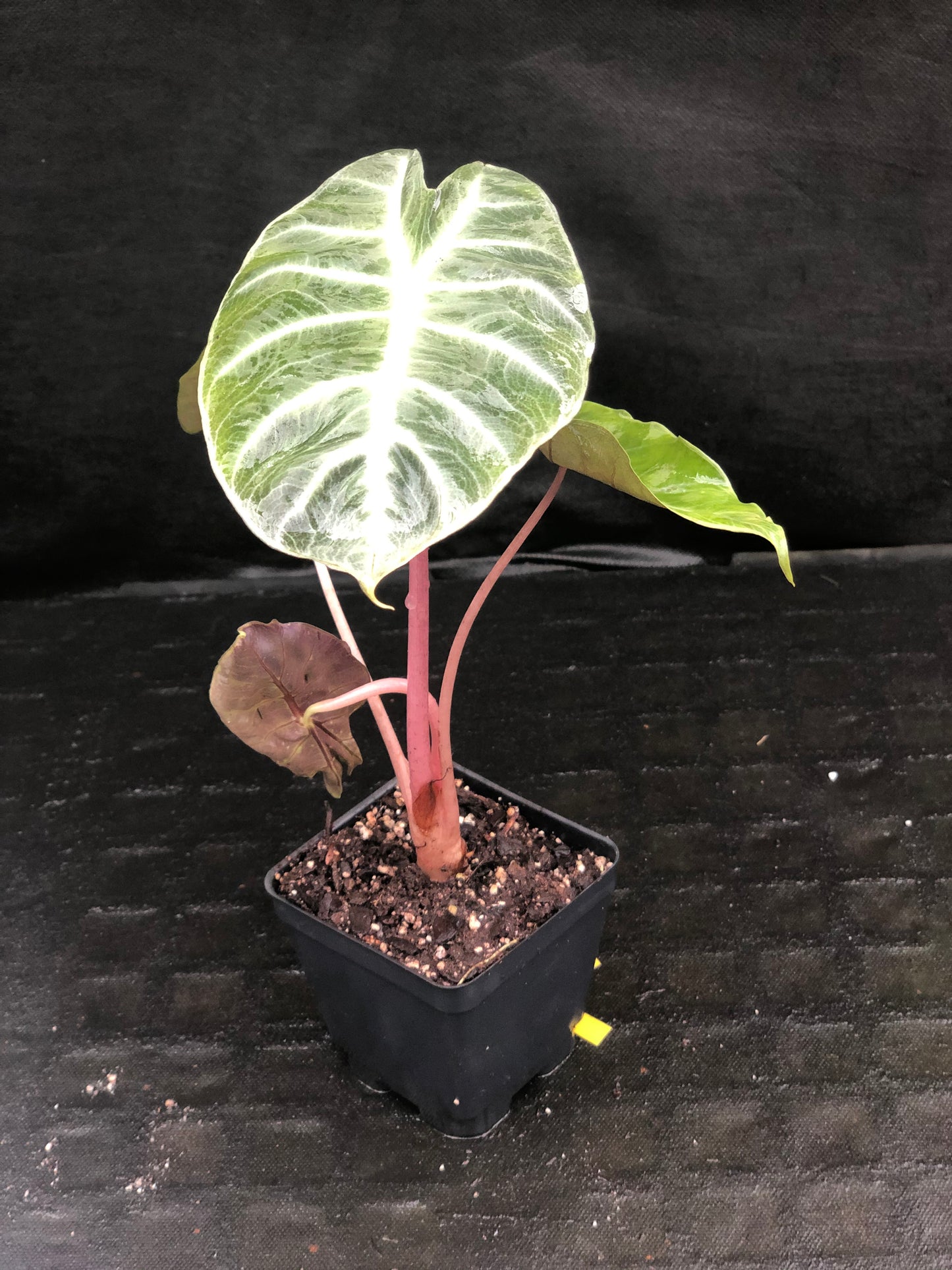 Alocasia Morocco 