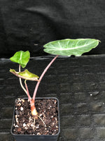 Alocasia Morocco "Pink Dragon"