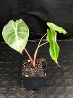 Alocasia Morocco "Pink Dragon"
