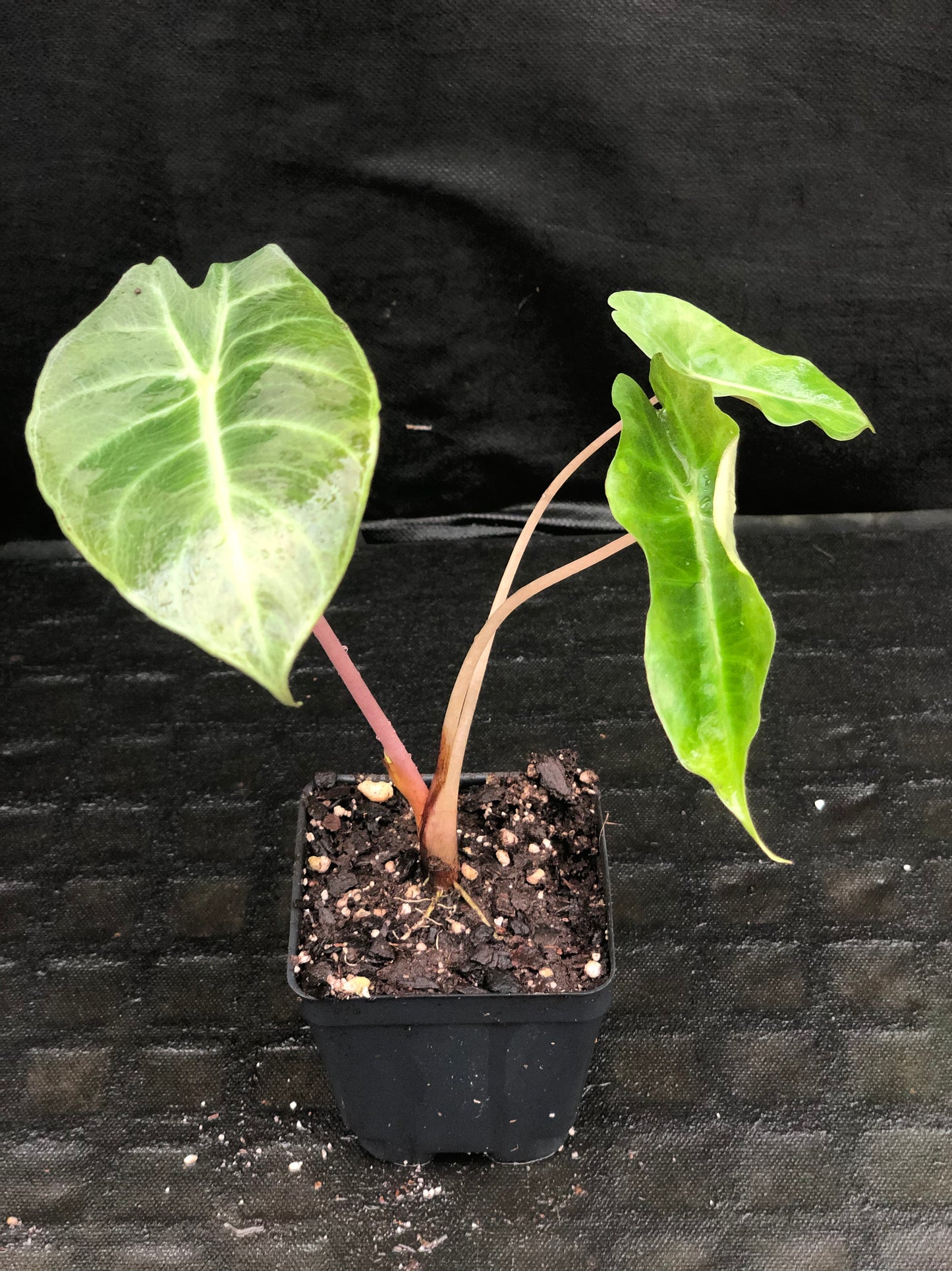 Alocasia Morocco 
