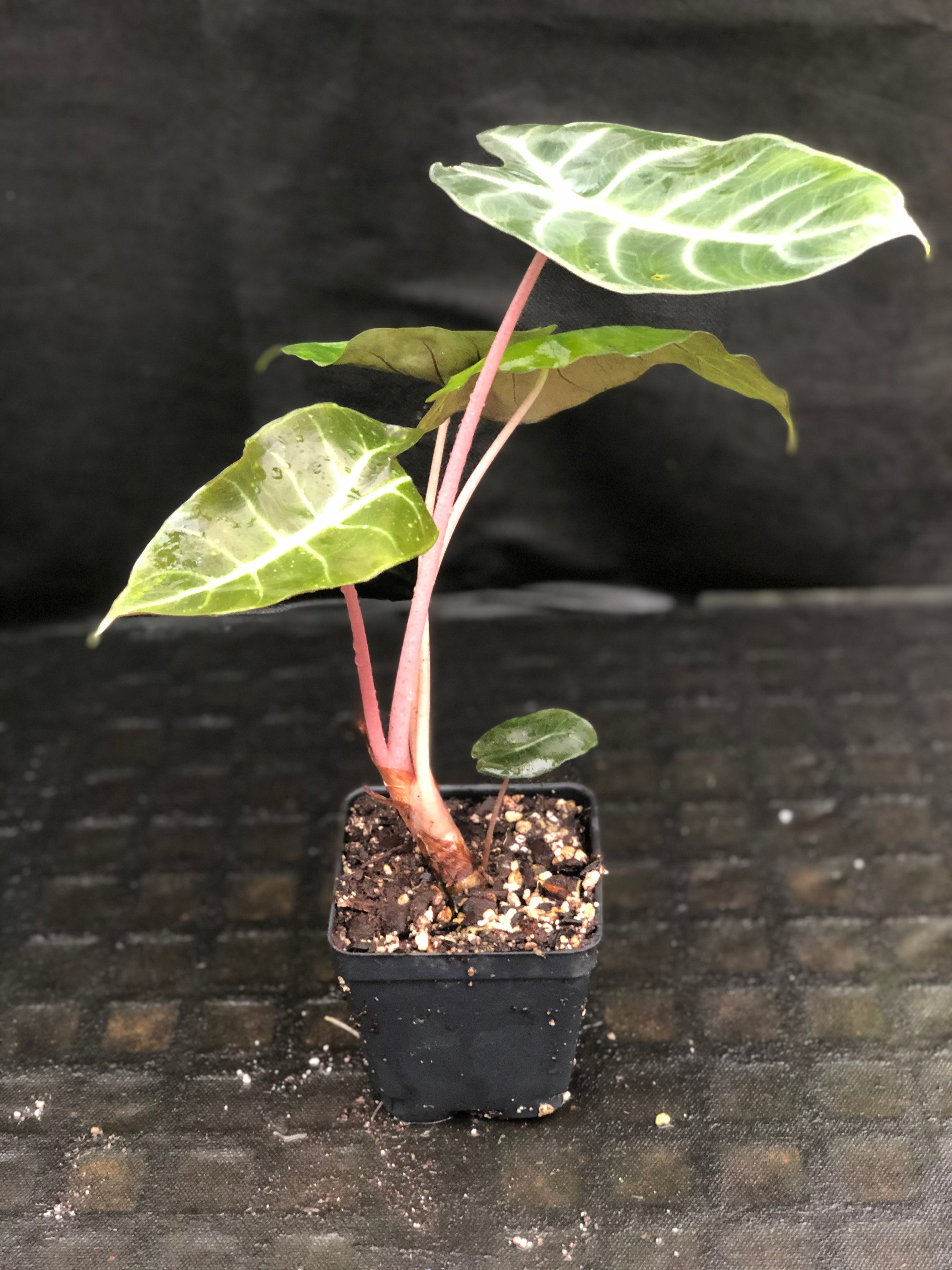 Alocasia Morocco 