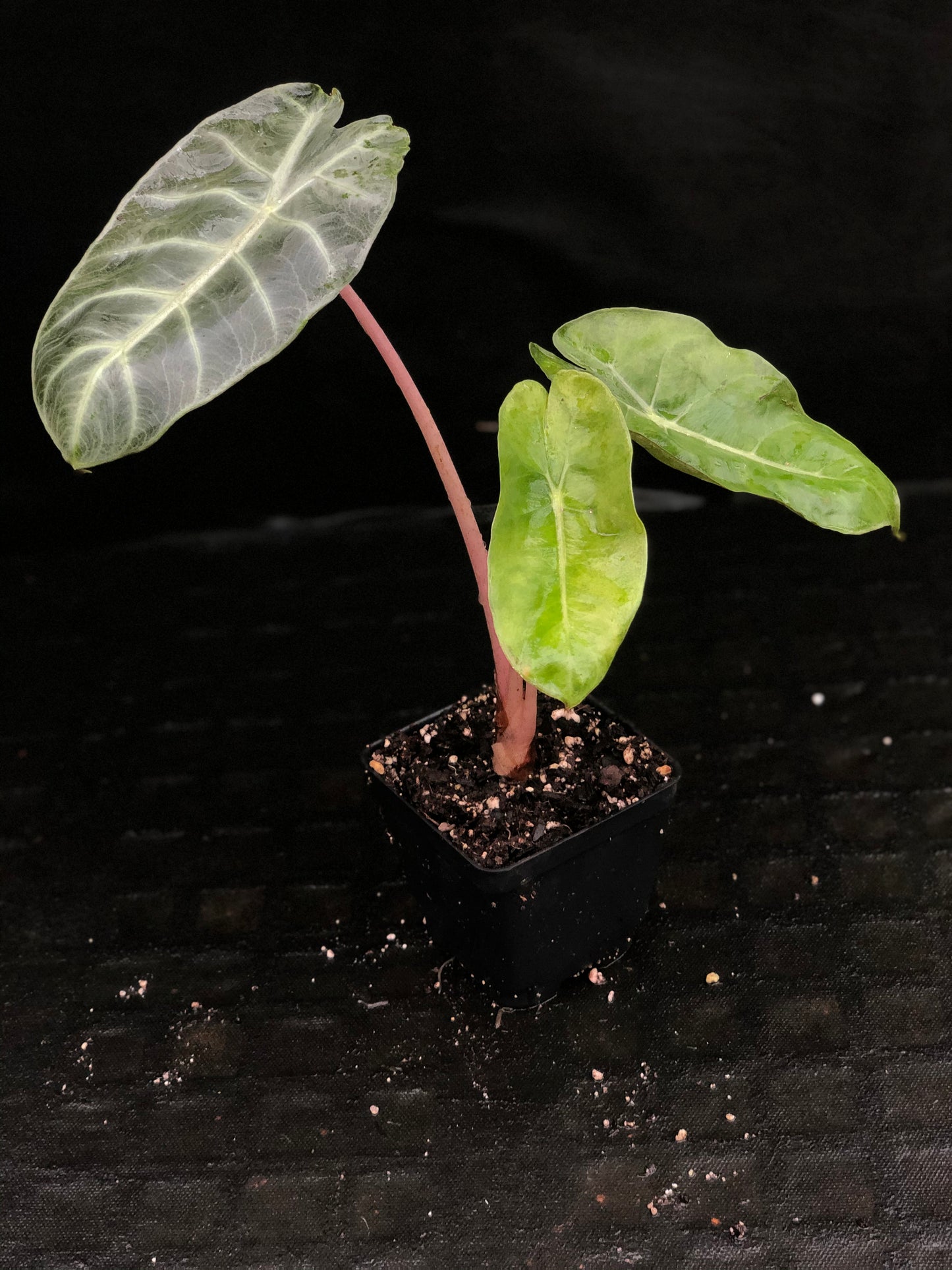 Alocasia Morocco 