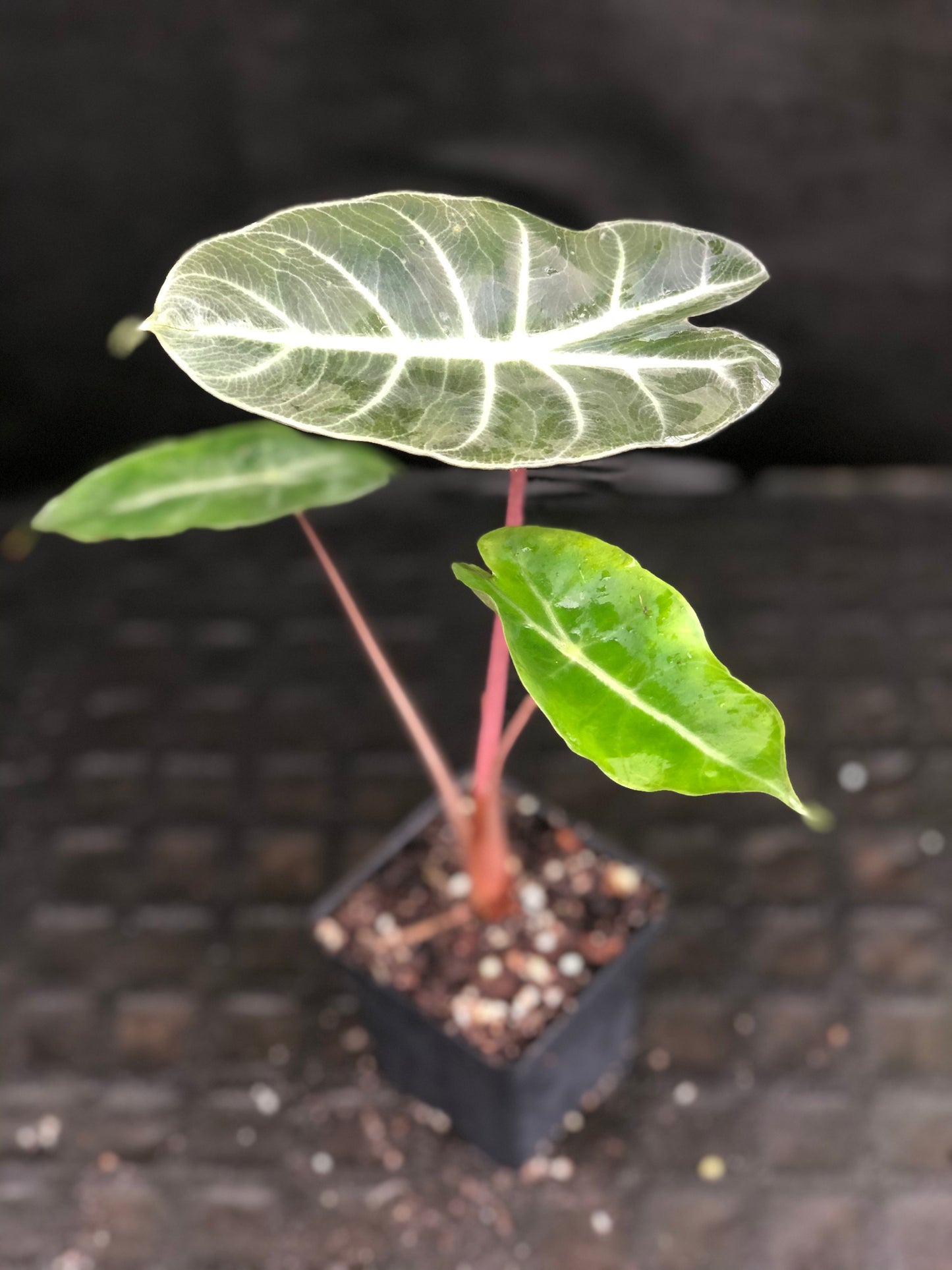 Alocasia Morocco 