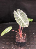 Alocasia Morocco "Pink Dragon"