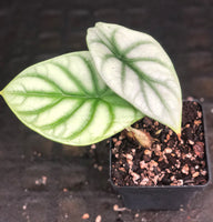 Alocasia baginda 'Silver Dragon'