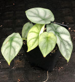 Alocasia baginda 'Silver Dragon'