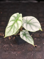 Alocasia baginda 'Silver Dragon'