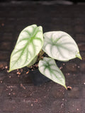 Alocasia baginda 'Silver Dragon'