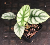 Alocasia baginda 'Silver Dragon'