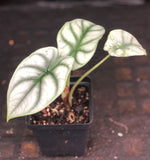 Alocasia baginda 'Silver Dragon'