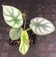 Alocasia baginda 'Silver Dragon'