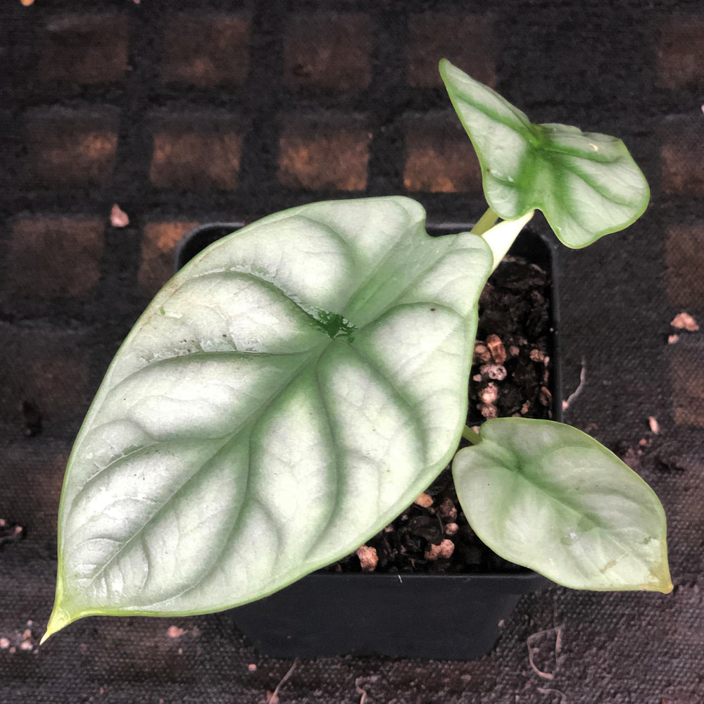
                      
                        Alocasia baginda 'Silver Dragon'
                      
                    
