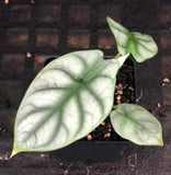 Alocasia baginda 'Silver Dragon'