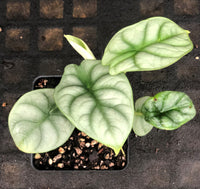 Alocasia baginda 'Silver Dragon'