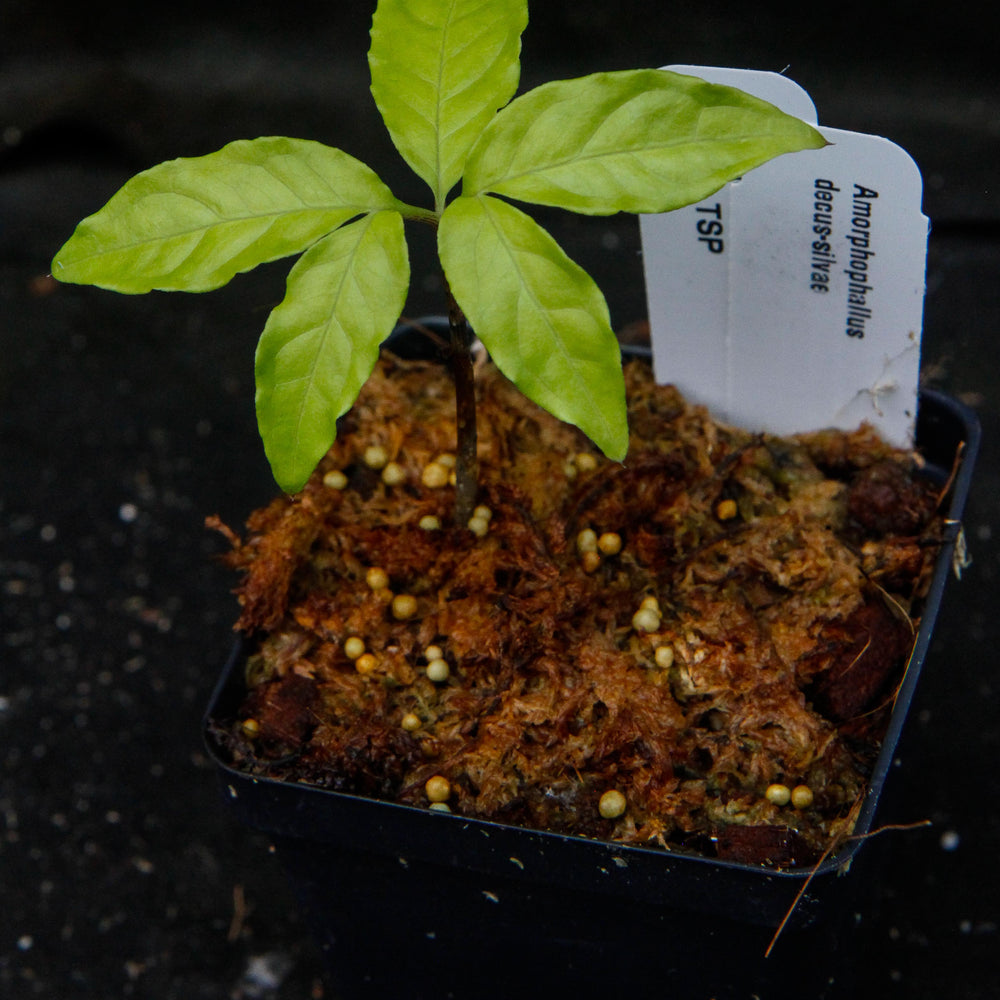 Amorphophallus decus-silvae, Voodoo Lily