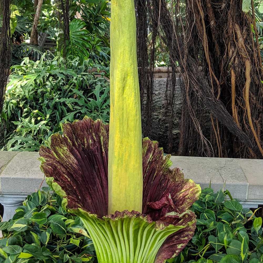 Amorphophallus titanum, Corpse Flower, Corpse Plant