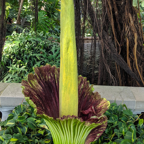 Corpse flower in bloom with a tall pale yellow spadix rising from a broad green and burgundy fringed base, amid tropical foliage.
