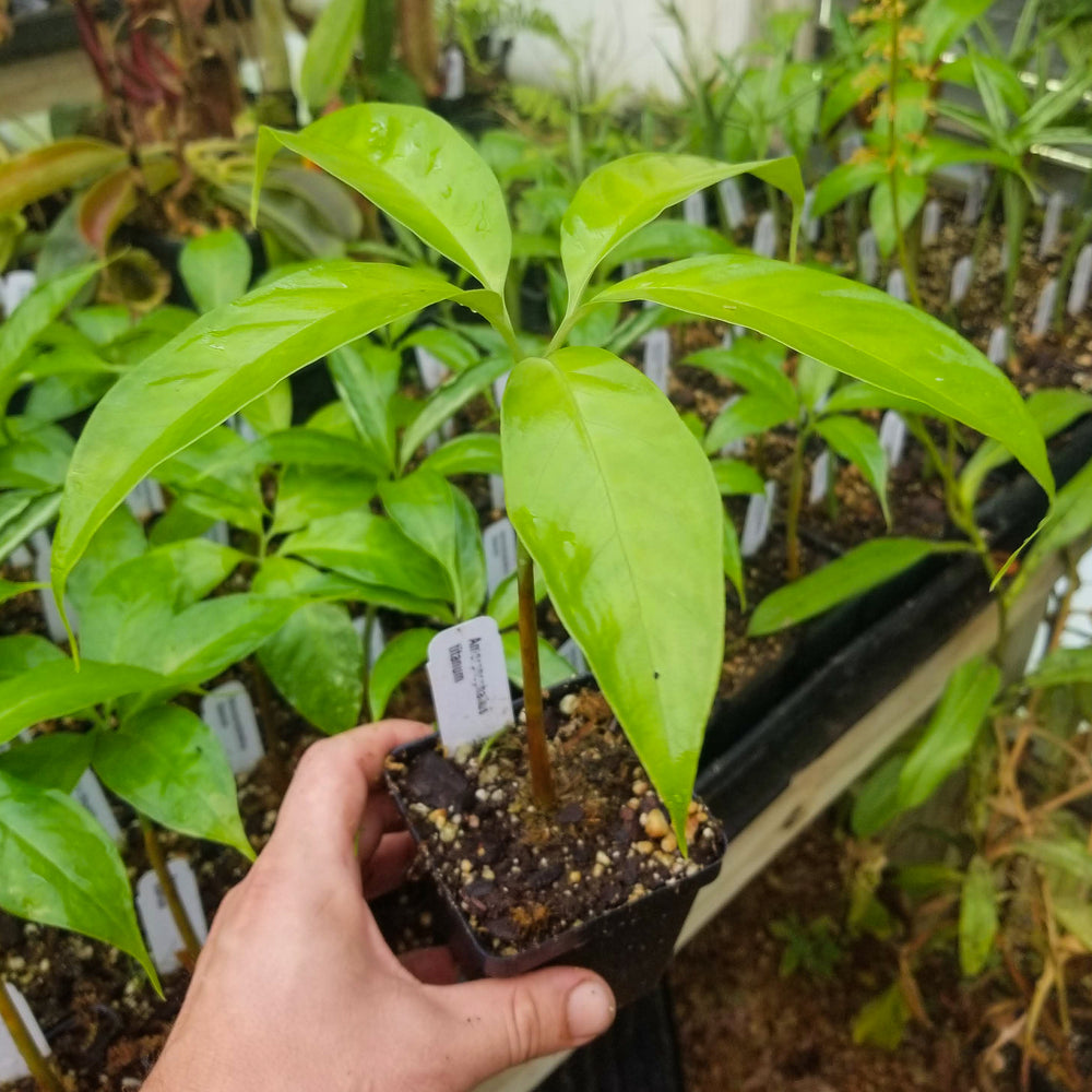 
                      
                        Amorphophallus titanum, Corpse Flower, Corpse Plant
                      
                    