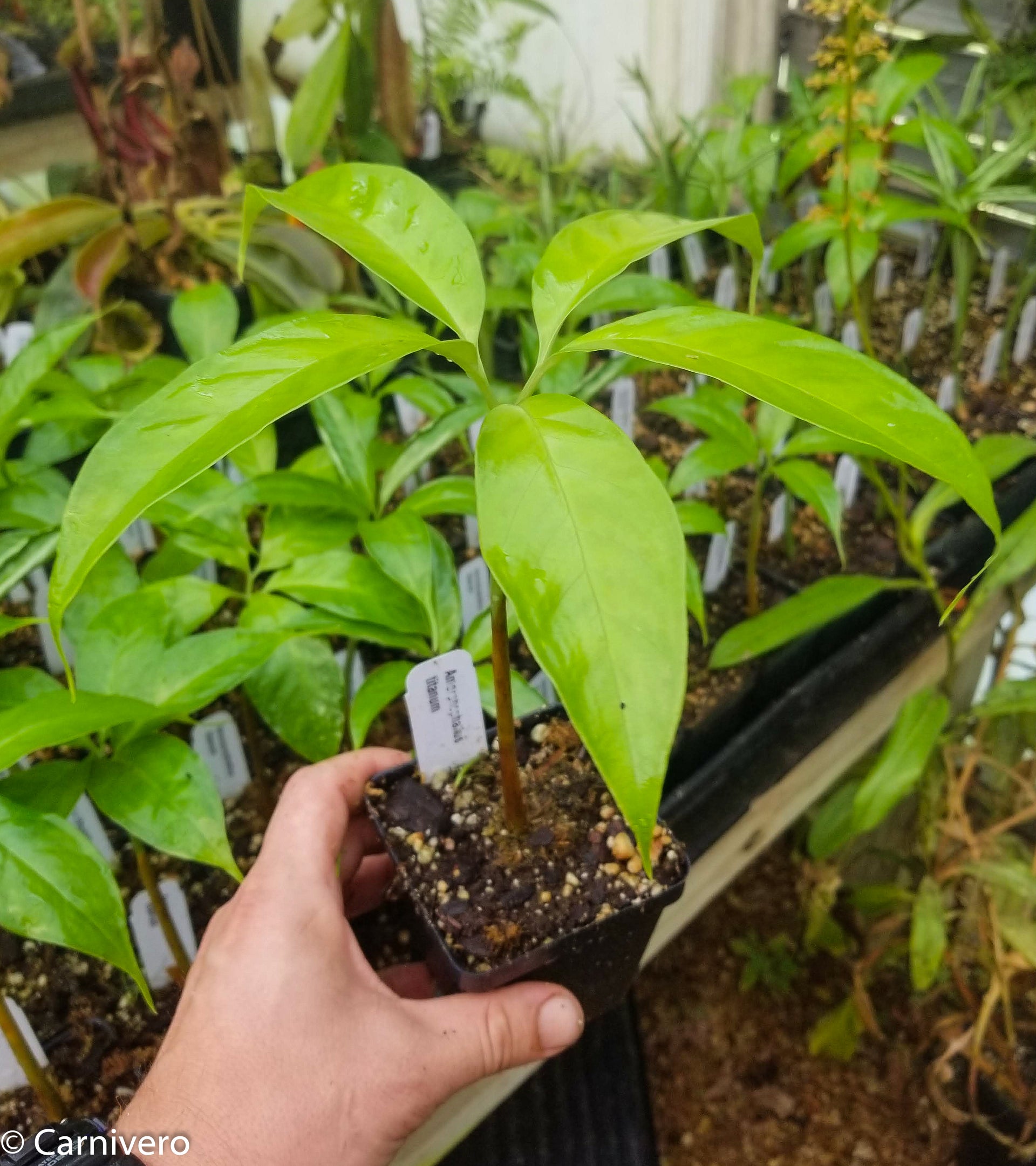 Amorphophallus titanum, Corpse Flower, Corpse Plant – Carnivero