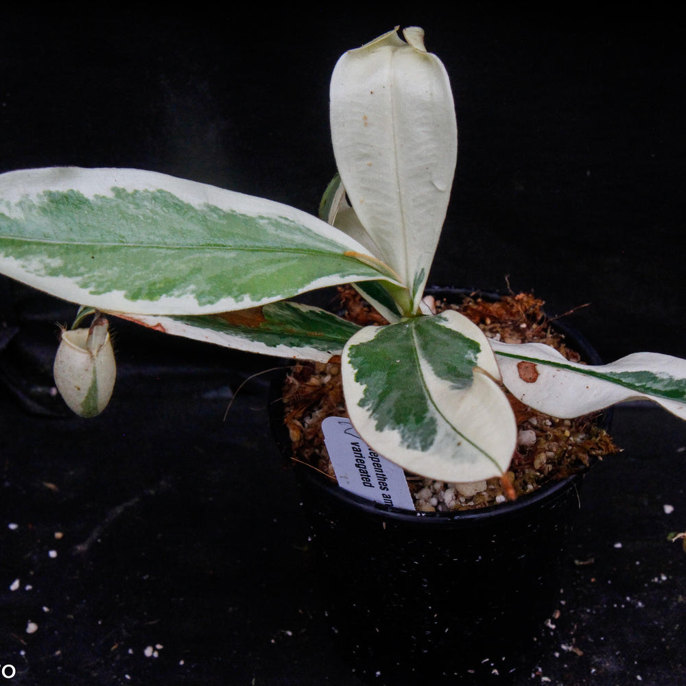 
                      
                        Nepenthes ampullaria variegated
                      
                    
