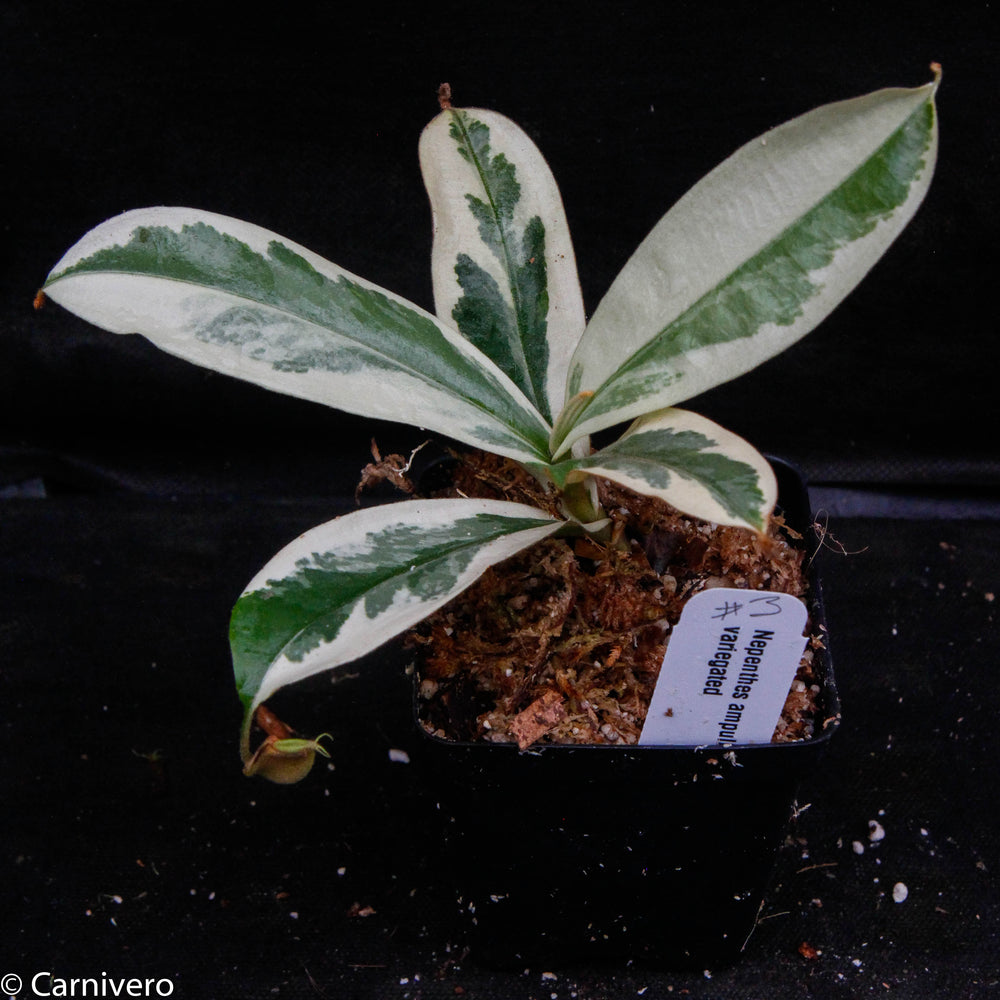 
                      
                        Nepenthes ampullaria variegated
                      
                    