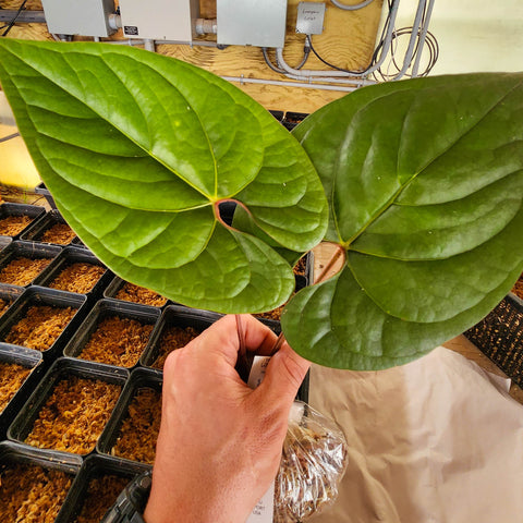Anthurium aff debilis Silver leaf with glossy dark green surface and pale venation close up