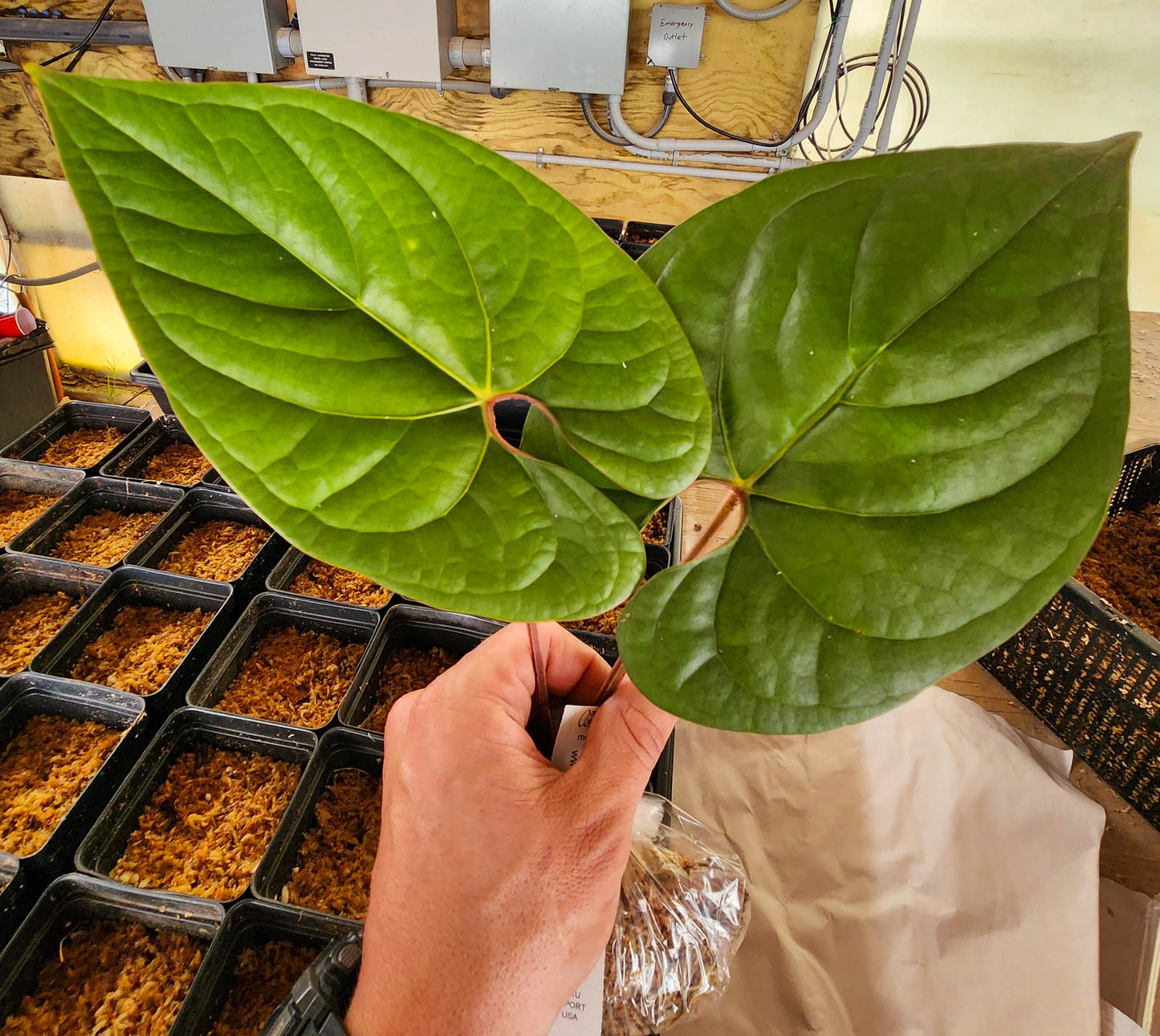anthurium debilis Anthurium aff. debilis Silver