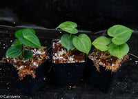 Anthurium clarinervium, Velvet Cardboard Anthurium
