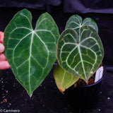 Anthurium clarinervium, Velvet Cardboard Anthurium