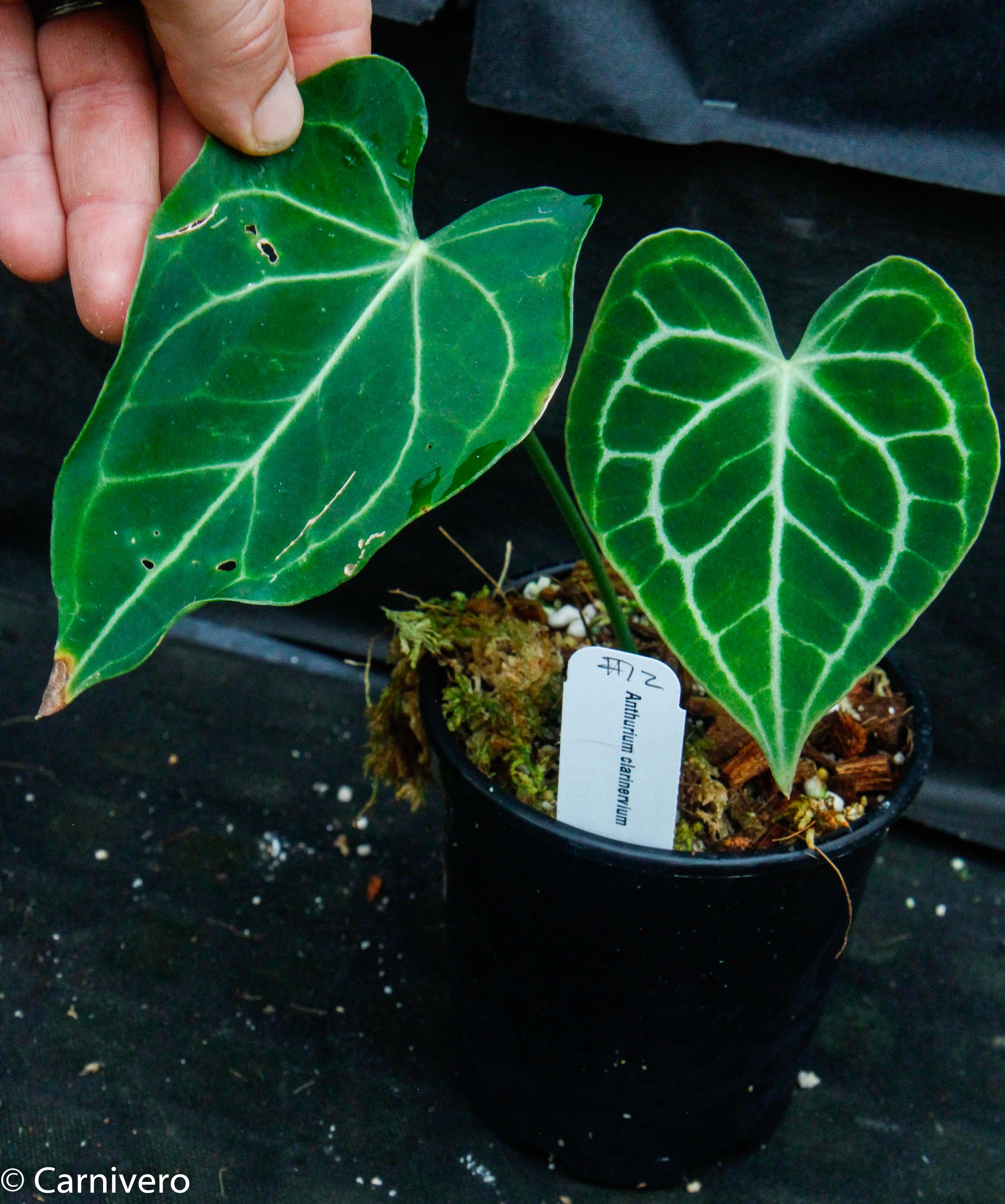 Anthurium clarinervium, Velvet Cardboard Anthurium – Carnivero